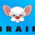 Brain